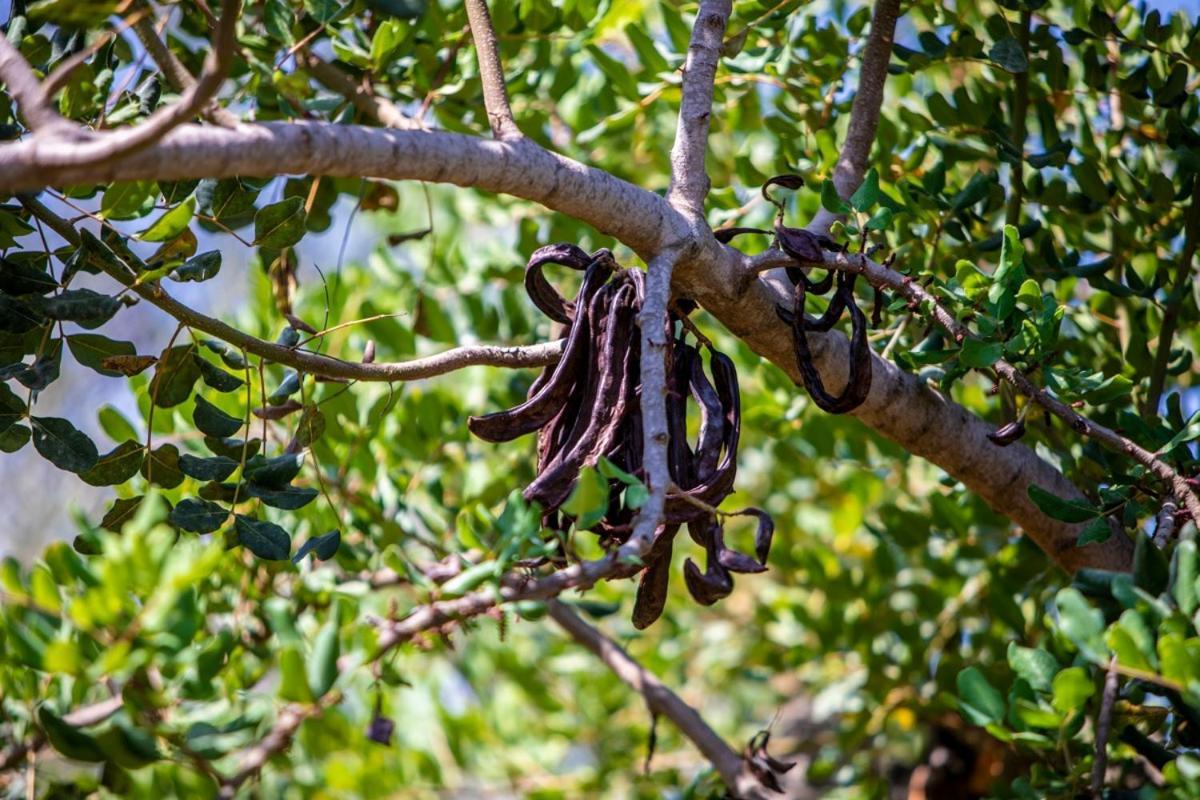 Finca Rural Es Pujol โซเยร์ ภายนอก รูปภาพ